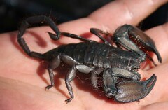 Hadogenes troglodytes