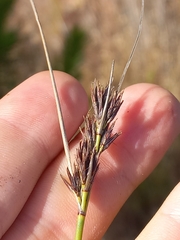Schoenus cuspidatus