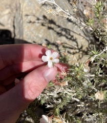 Linanthus pungens