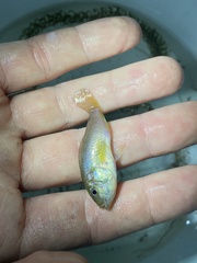 Pseudocrenilabrus philander