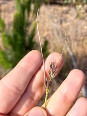 Schoenus cuspidatus