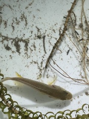 Pseudocrenilabrus philander