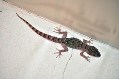 Mediodactylus kotschyi