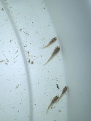 Pseudocrenilabrus philander