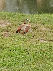 Alopochen aegyptiaca