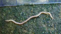 Haplophilus subterraneus