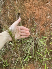 Andropogon bicornis