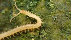 Haplophilus subterraneus