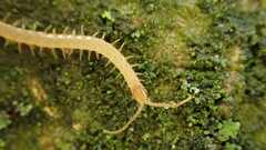 Haplophilus subterraneus