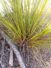 Schoenus cuspidatus