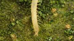 Haplophilus subterraneus