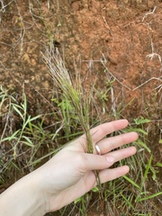Andropogon bicornis