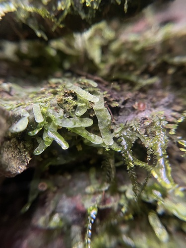 Hollyleaf fringedfern (Lomariopsis kunzeana)