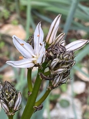Asphodelus ramosus