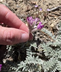 Astragalus leucolobus