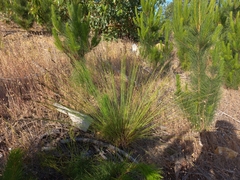 Schoenus cuspidatus