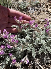 Astragalus leucolobus