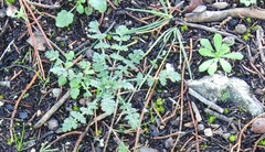 Erodium cicutarium