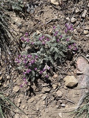 Astragalus leucolobus