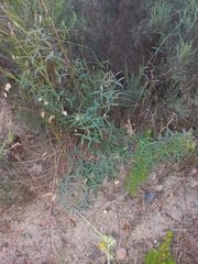 Indigofera psoraloides