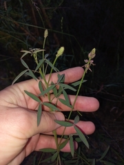 Indigofera psoraloides