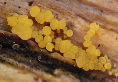 Calycina confluens