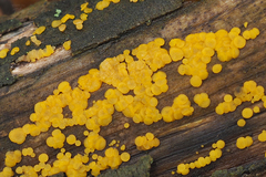 Calycina confluens