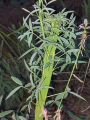 Indigofera psoraloides