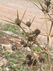 Eryngium glomeratum