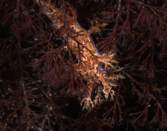 Dendronotus