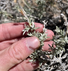 Tetradymia canescens