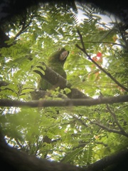 Psittacara leucophthalmus