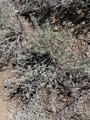 Tetradymia canescens