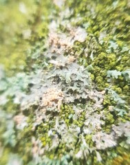 Erythricium aurantiacum
