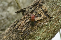 Oxymerus basalis
