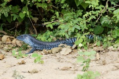 Ameiva praesignis