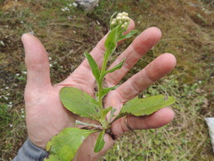 Antennaria racemosa