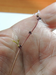 Lithophragma glabrum