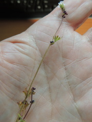 Lithophragma glabrum