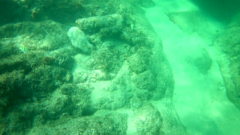 Johnrandallia nigrirostris