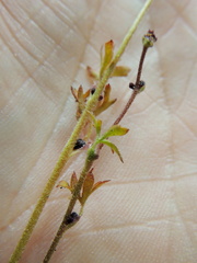 Lithophragma glabrum