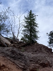 Fouquieria columnaris