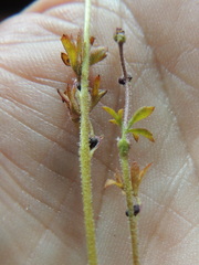 Lithophragma glabrum