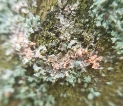 Erythricium aurantiacum