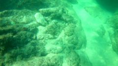 Johnrandallia nigrirostris