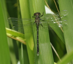Hemigomphus theischingeri
