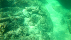 Johnrandallia nigrirostris