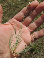 Eremogone capillaris