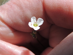 Eremogone capillaris