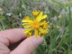 Senecio integerrimus
